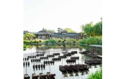 2026天门夏季团建新篇：贝塔团建以‘长安的荔枝’解锁国风团建新体验